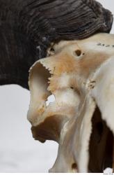Photo Textures of Mouflon Skull 